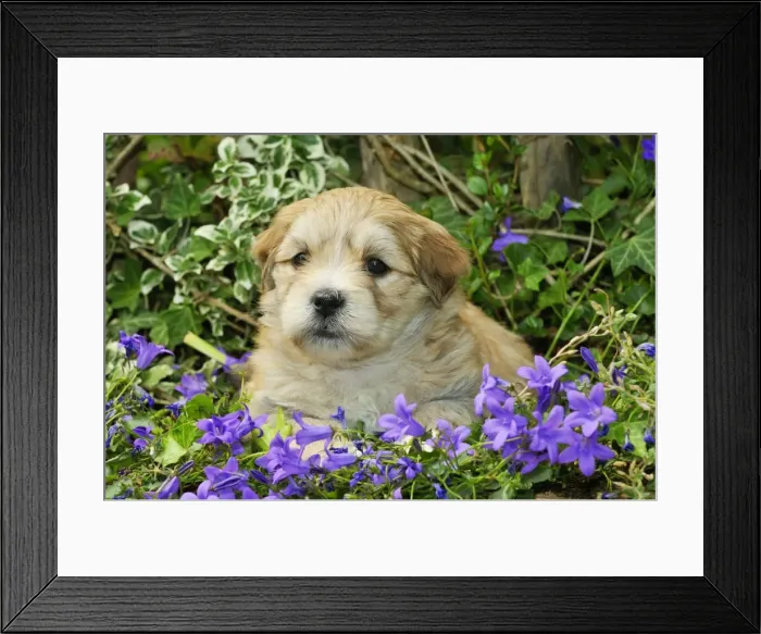 Framed Print : Dog. Teddy bear puppy sitting in purple flowers Framed Print : Dog. Teddy bear puppy sitting in purple flowers