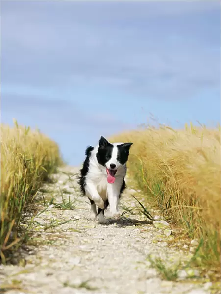 Dog. Border Collie running down path through field