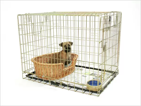 Dog. Puppy in its crate