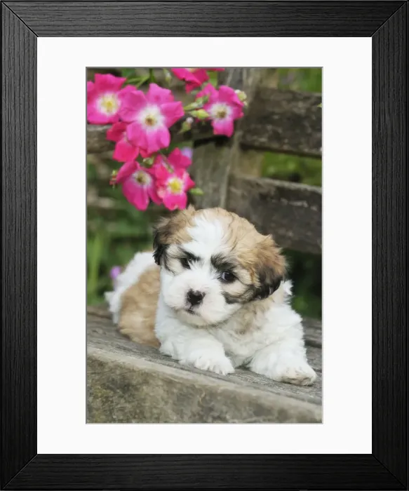 Framed Print : Dog. Teddy bear puppy on bench Framed Print : Dog. Teddy bear puppy on bench