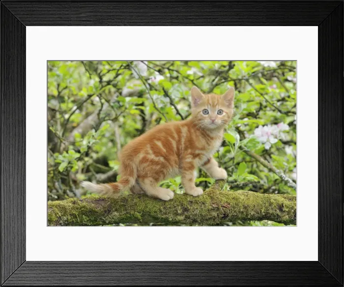 Framed Print : KITTEN. (ginger) in an apple tree Framed Print : KITTEN. (ginger) in an apple tree