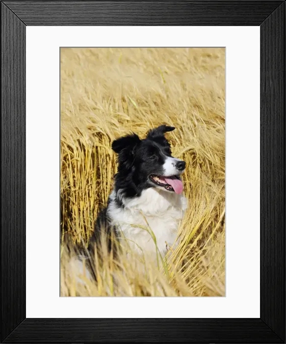 Framed Print : Dog. Border Collie in field Framed Print : Dog. Border Collie in field