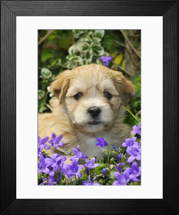 Framed Print : Dog. Teddy bear puppy sitting in purple flowers Framed Print : Dog. Teddy bear puppy sitting in purple flowers