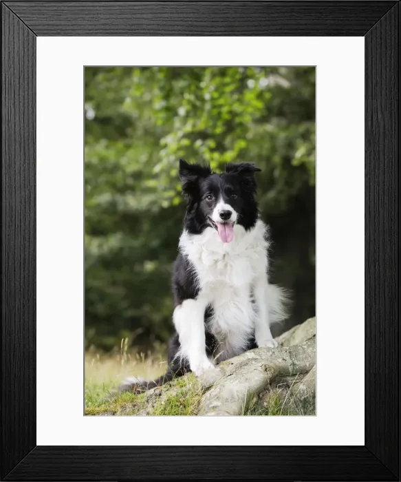 Framed Print : Dog. Border Collie sitting by tree Framed Print : Dog. Border Collie sitting by tree