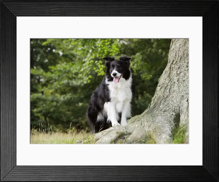 Framed Print : Dog. Border Collie standing by tree Framed Print : Dog. Border Collie standing by tree
