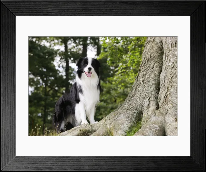 Framed Print : Dog. Border Collie standing by tree Framed Print : Dog. Border Collie standing by tree