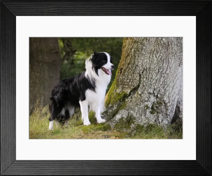 Framed Print : Dog. Border Collie standing by tree Framed Print : Dog. Border Collie standing by tree