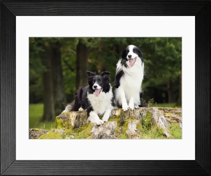 Framed Print : Dog. Border Collies sitting on tree stump Framed Print : Dog. Border Collies sitting on tree stump