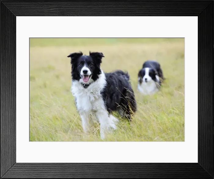 Framed Print : Dog. Border Collies in field Framed Print : Dog. Border Collies in field