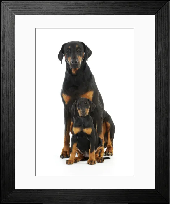 Framed Print : Dog. Dobermann puppy and adult Framed Print : Dog. Dobermann puppy and adult