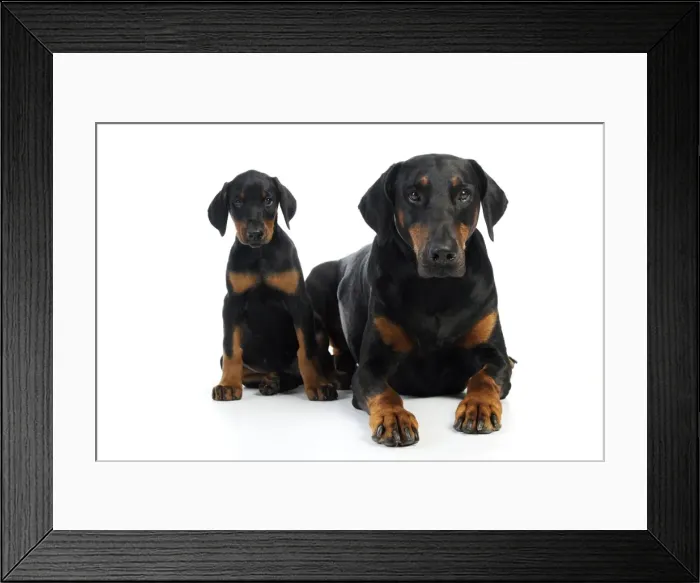 Framed Print : Dog. Dobermann puppy and adult