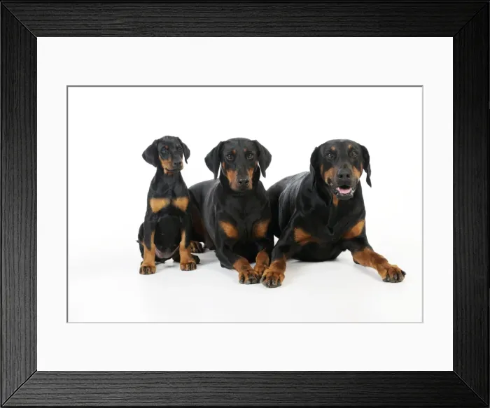 Framed Print : Dog. Dobermann puppy and dogs Framed Print : Dog. Dobermann puppy and dogs