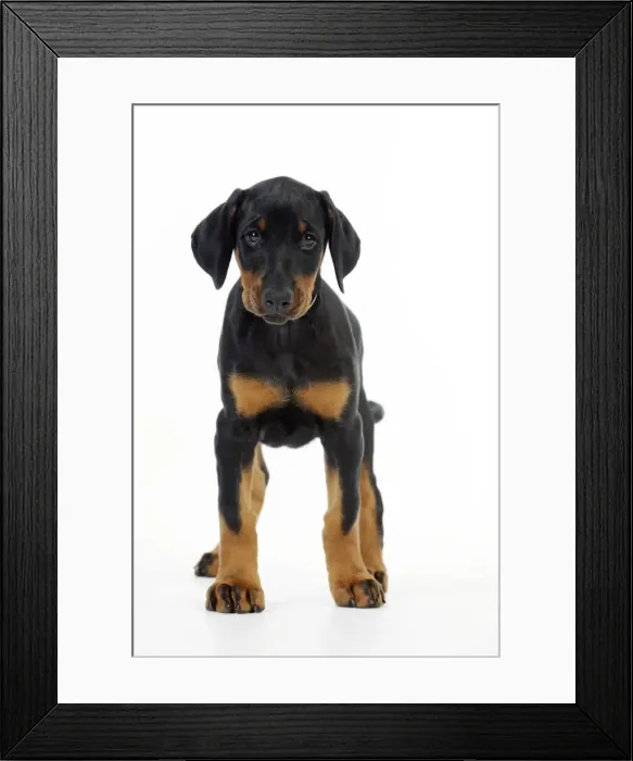 Framed Print : Dog. Dobermann puppy Framed Print : Dog. Dobermann puppy