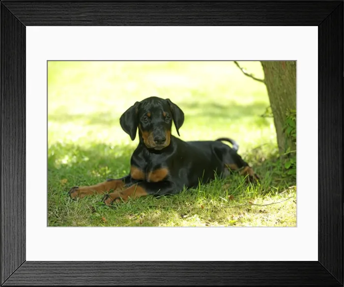 Framed Print : Dog. Dobermann puppy Framed Print : Dog. Dobermann puppy