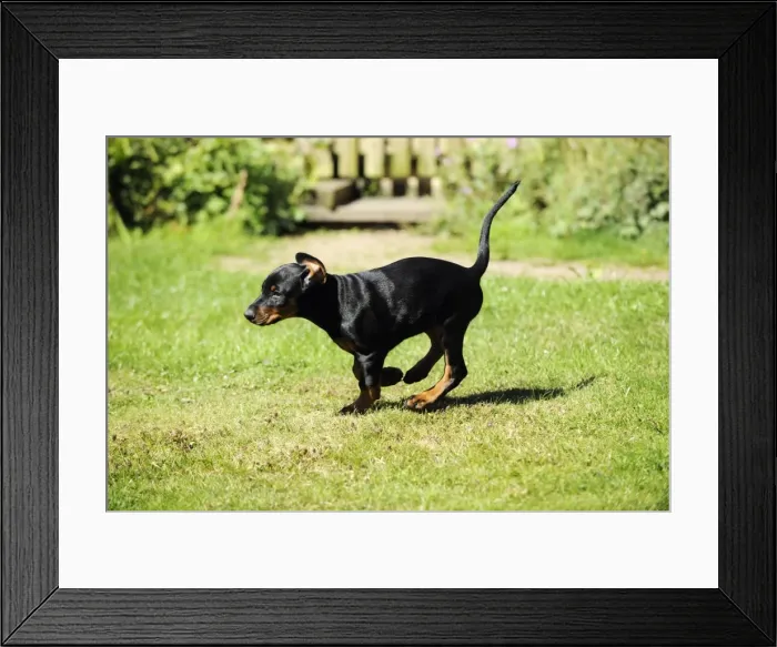 Framed Print : Dog. Dobermann puppy Framed Print : Dog. Dobermann puppy