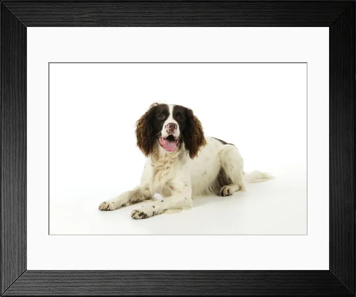 Framed Print : DOG. English springer spaniel laying down Framed Print : DOG. English springer spaniel laying down