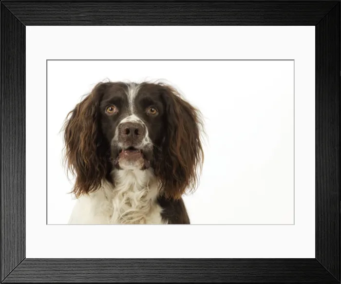 Framed Print : DOG. English springer spaniel head shot