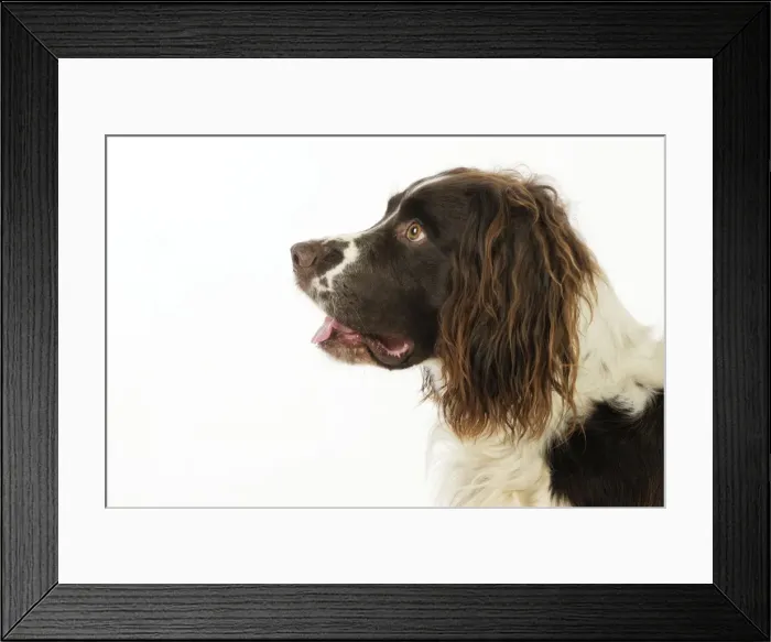 Framed Print : DOG. English springer spaniel profile head and shoulders Framed Print : DOG. English springer spaniel profile head and shoulders