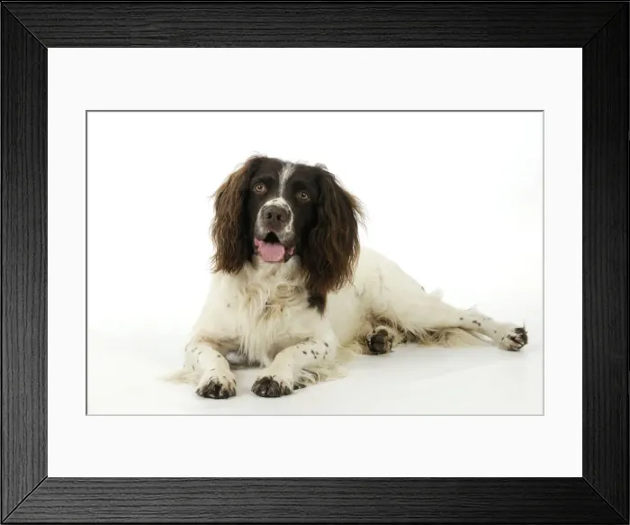 Framed Print : DOG. English springer spaniel laying down Framed Print : DOG. English springer spaniel laying down