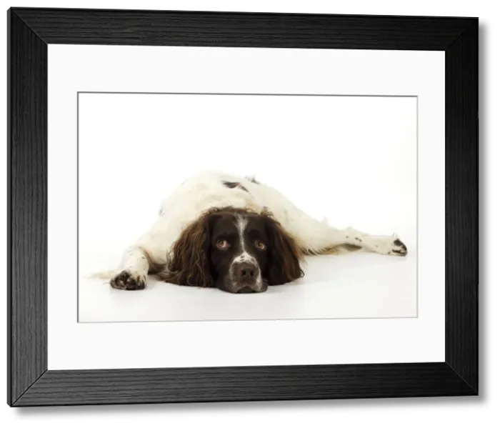 Framed Print : DOG. English springer spaniel laying down Framed Print : DOG. English springer spaniel laying down