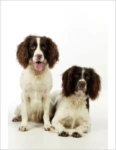 DOG. English springer spaniel pair one sitting and one laying down