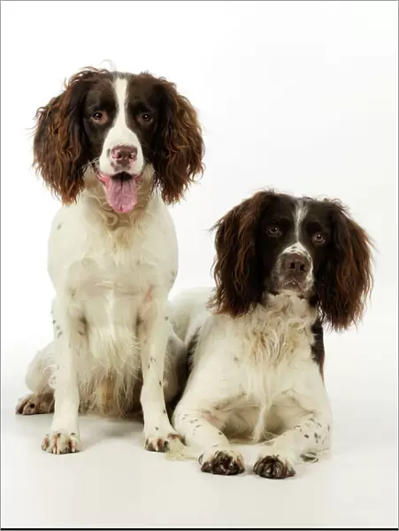 DOG. English springer spaniel pair one sitting and one laying down
