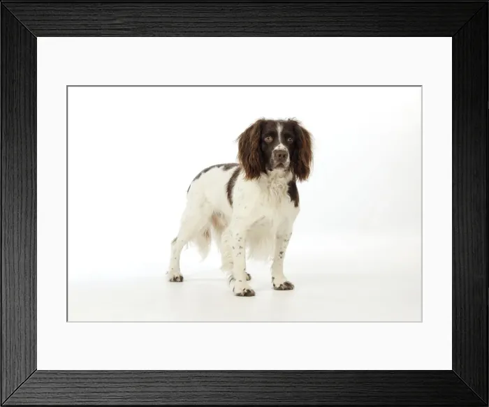 Framed Print : DOG. English springer spaniel Framed Print : DOG. English springer spaniel