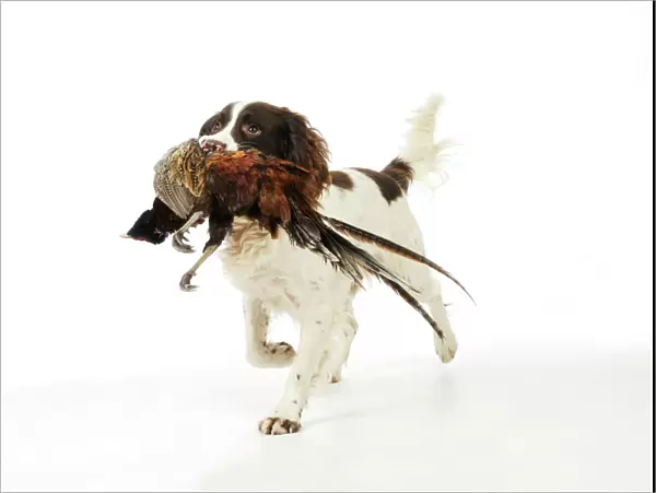 DOG. English springer spaniel carrying pheasant in mouth