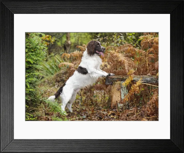 Framed Print : DOG. English springer spaniel on bench Framed Print : DOG. English springer spaniel on bench