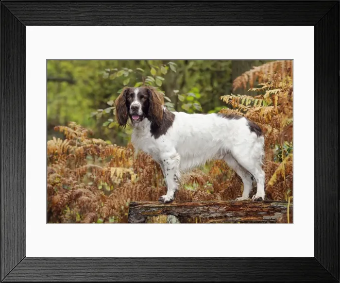 Framed Print : DOG. English springer spaniel standing on bench Framed Print : DOG. English springer spaniel standing on bench