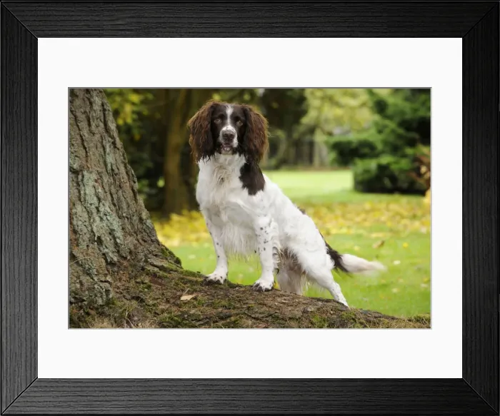 Framed Print : DOG. English springer spaniel standing on tree root Framed Print : DOG. English springer spaniel standing on tree root
