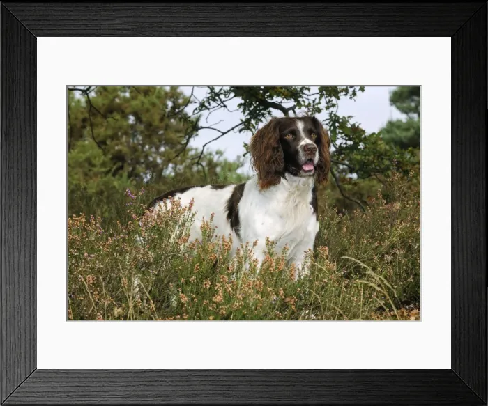 Framed Print : DOG. English springer spaniel standing in heather Framed Print : DOG. English springer spaniel standing in heather