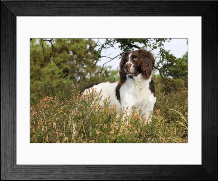 Framed Print : DOG. English springer spaniel standing in heather Framed Print : DOG. English springer spaniel standing in heather