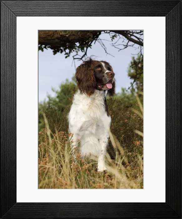 Framed Print : DOG. English springer spaniel standing in heather Framed Print : DOG. English springer spaniel standing in heather
