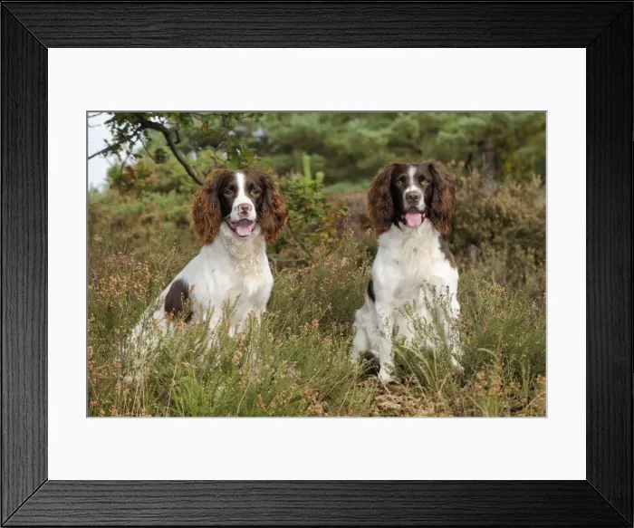 Framed Print : DOG. English springer spaniel pair sitting in heather Framed Print : DOG. English springer spaniel pair sitting in heather
