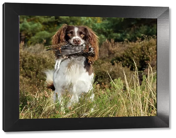 DOG. English springer spaniel holding grouse in mouth