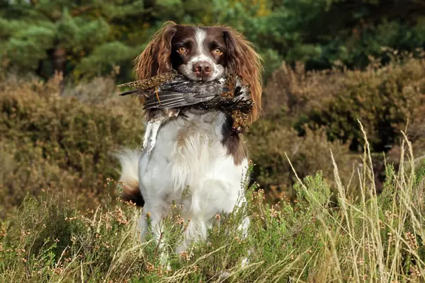 DOG. English springer spaniel holding grouse in mouth
