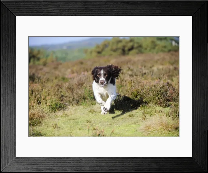 Framed Print : DOG. English springer spaniel running through heather Framed Print : DOG. English springer spaniel running through heather