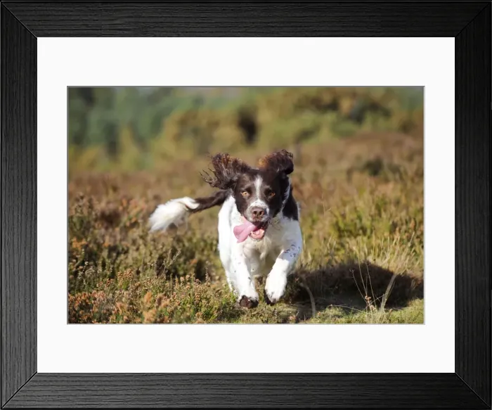 Framed Print : DOG. English springer spaniel running through heather