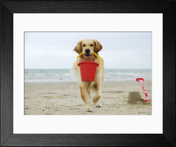 Framed Print : DOG. Golden retriever holding bucket with sandcastles Framed Print : DOG. Golden retriever holding bucket with sandcastles