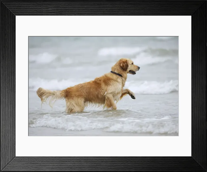 Framed Print : DOG. Golden retriever running in surf Framed Print : DOG. Golden retriever running in surf