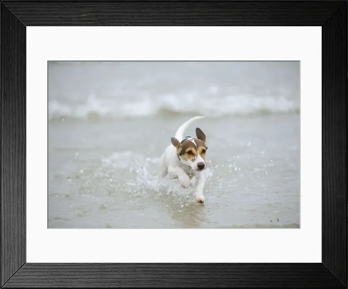 Framed Print : DOG. Jack russell terrier running in surf Framed Print : DOG. Jack russell terrier running in surf