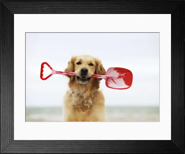 Framed Print : DOG. Golden retriever holding spade Framed Print : DOG. Golden retriever holding spade