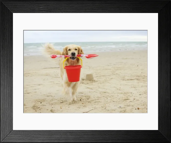 Framed Print : DOG. Golden retriever carrying spade and bucket Framed Print : DOG. Golden retriever carrying spade and bucket