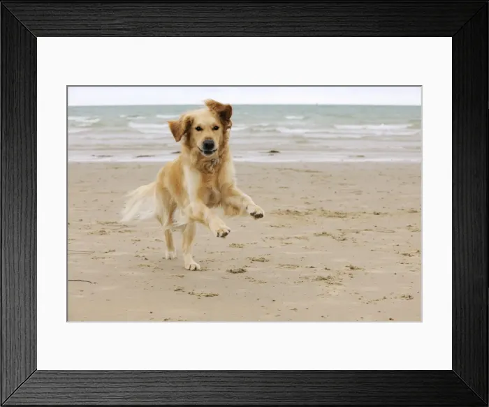 Framed Print : DOG. Golden retriever running along beach Framed Print : DOG. Golden retriever running along beach