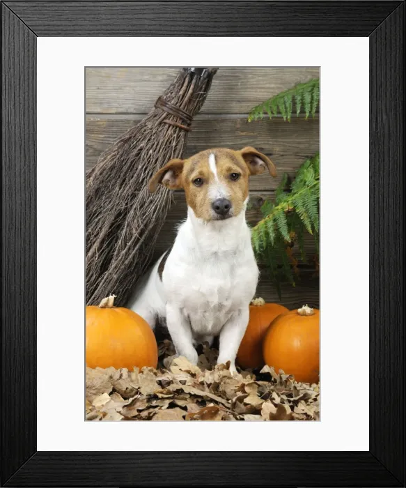 Framed Print : DOG. Jack russell terrier with broom and pumpkins Framed Print : DOG. Jack russell terrier with broom and pumpkins
