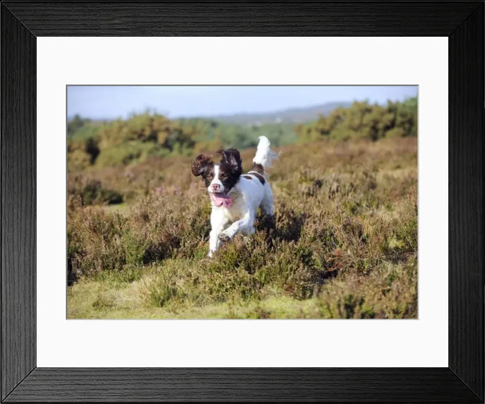 Framed Print : DOG. English springer spaniel running through heather Framed Print : DOG. English springer spaniel running through heather