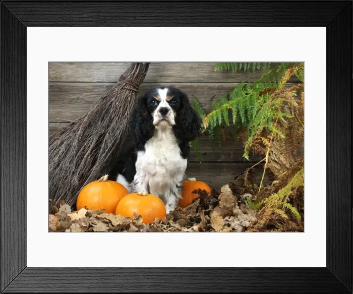 Framed Print : DOG. Cavalier king charles spaniel with broom and pumpkins Framed Print : DOG. Cavalier king charles spaniel with broom and pumpkins