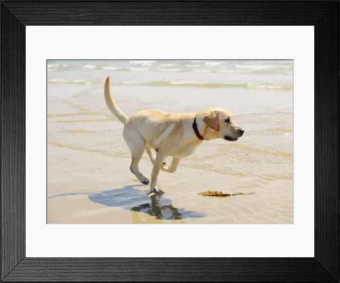 Framed Print : DOG. Labrador running in surf