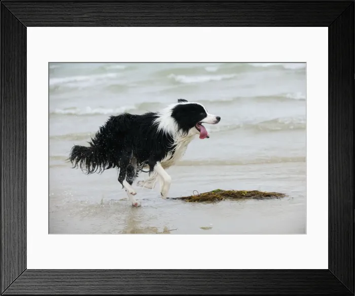 Framed Print : DOG. Border collie running in surf Framed Print : DOG. Border collie running in surf